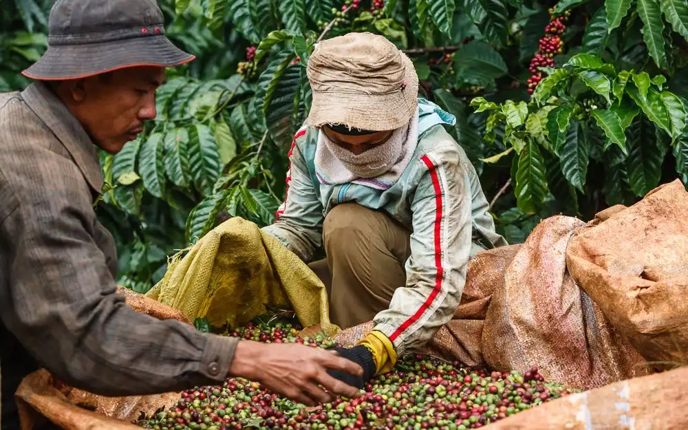 Coffee beans sorting in colors