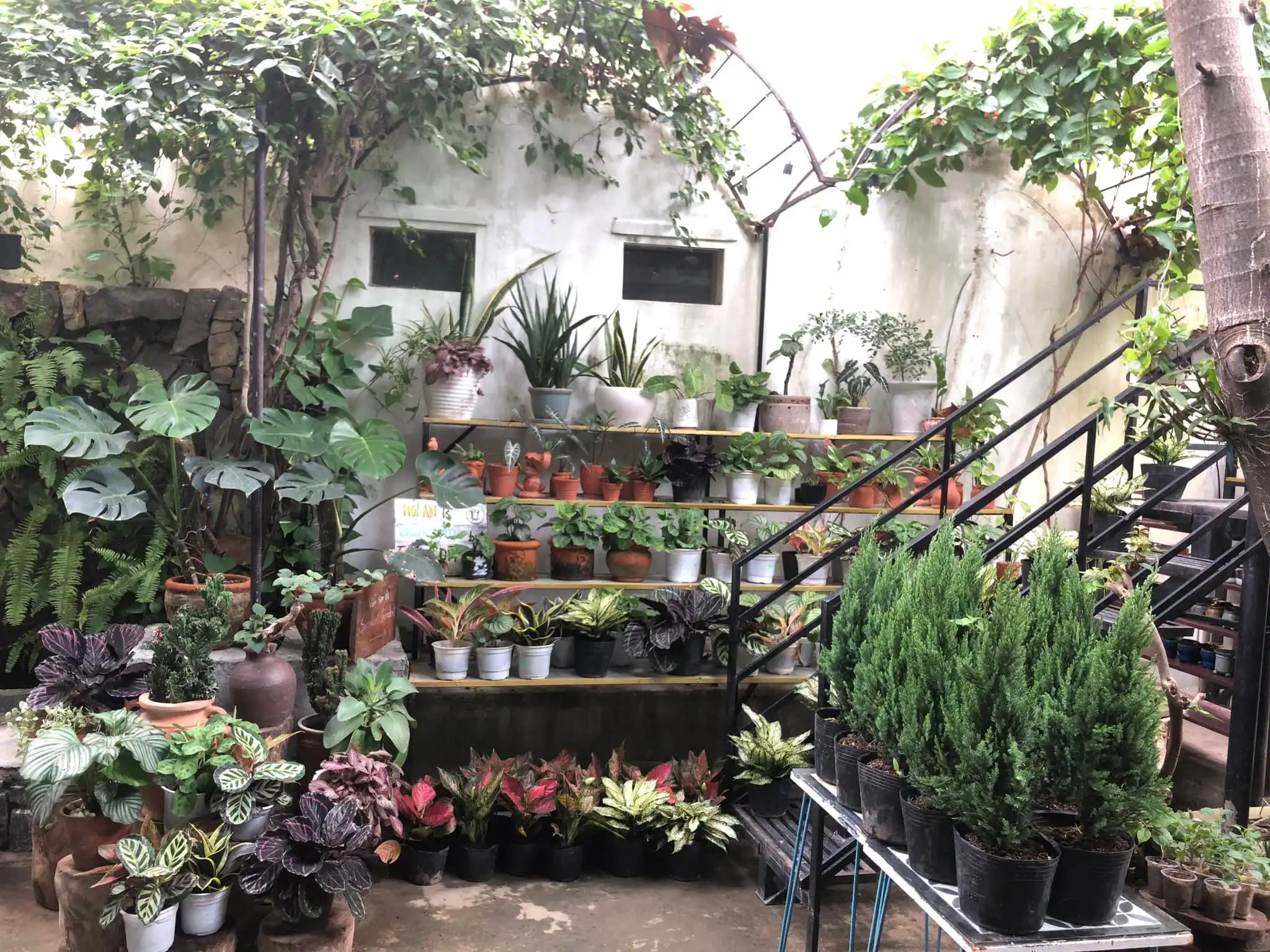 A garden full of beautiful plants inside Phin Coffee Resturant