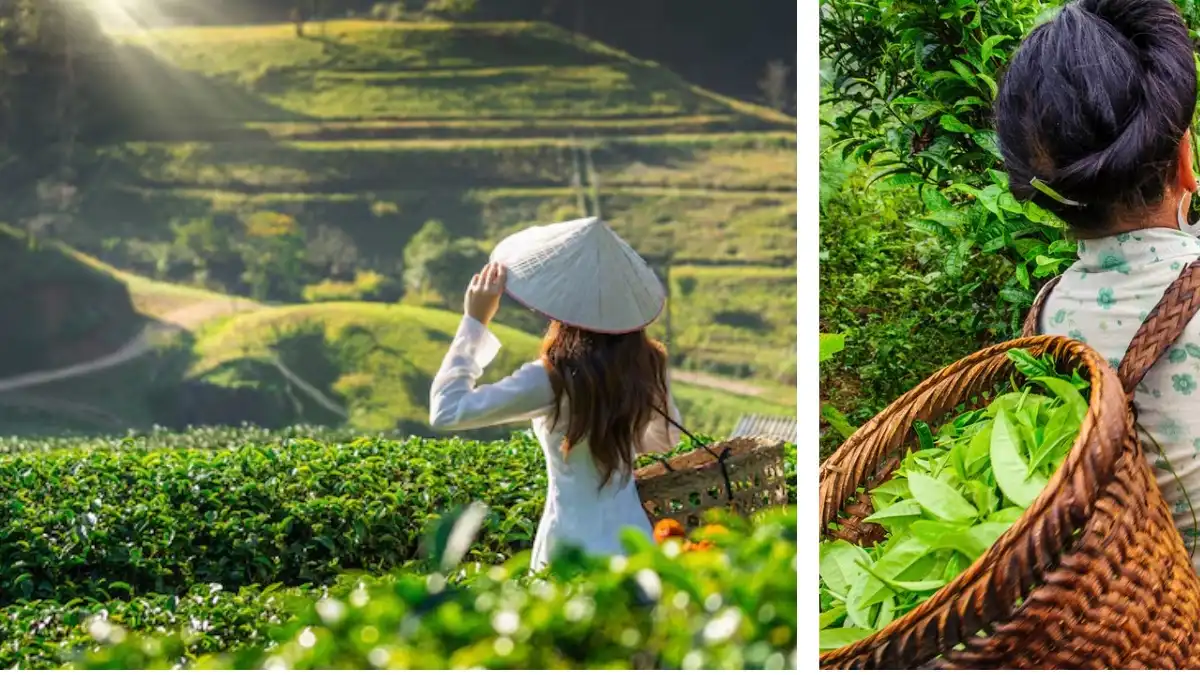 A woman harvesting tea leaves